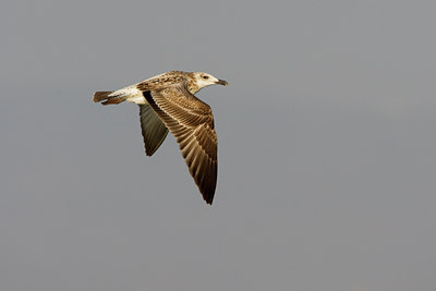 BUITEN BEELD Foto: 20115