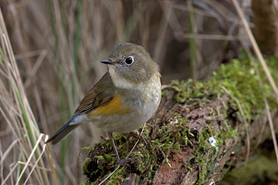 BUITEN BEELD Foto: 20208