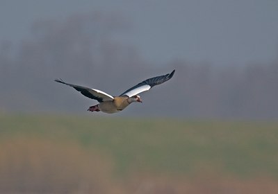 BUITEN BEELD Foto: 20245