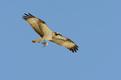 BUITEN BEELD Foto: 20257