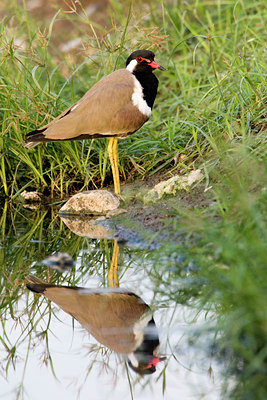 BUITEN BEELD Foto: 20260