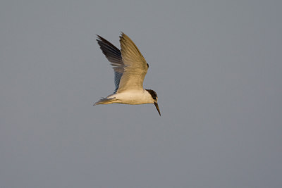 BUITEN BEELD Foto: 20271