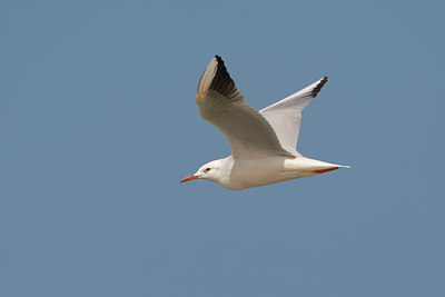 BUITEN BEELD Foto: 20276