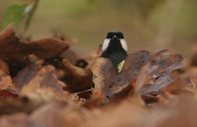 BUITEN BEELD Foto: 20362