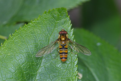 BUITEN BEELD Foto: 20366