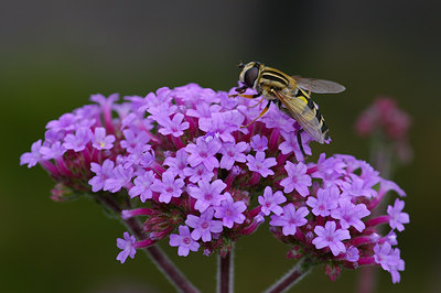 BUITEN BEELD Foto: 20370