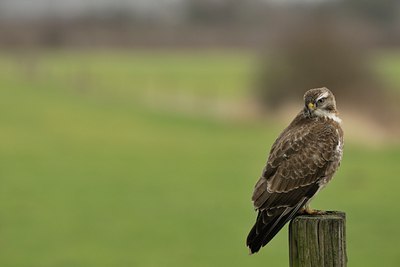 BUITEN BEELD Foto: 20404