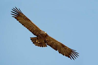 BUITEN BEELD Foto: 20421