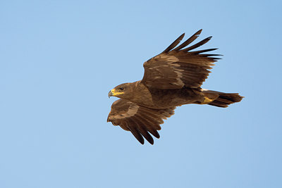 BUITEN BEELD Foto: 20438