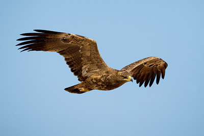 BUITEN BEELD Foto: 20460