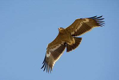 BUITEN BEELD Foto: 20465