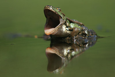 BUITEN BEELD Foto: 20467