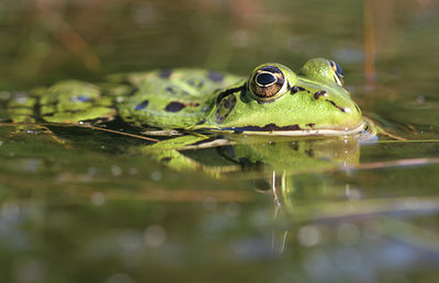 BUITEN BEELD Foto: 20470