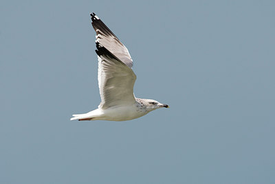 BUITEN BEELD Foto: 20479