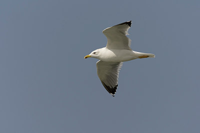 BUITEN BEELD Foto: 20481