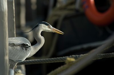 BUITEN BEELD Foto: 20540