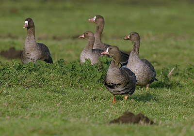 BUITEN BEELD Foto: 20547