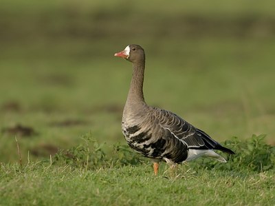 BUITEN BEELD Foto: 20553