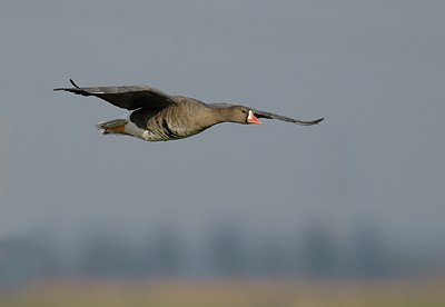 BUITEN BEELD Foto: 20558