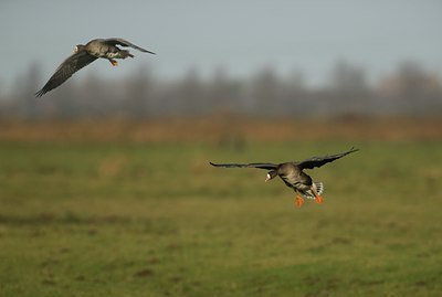 BUITEN BEELD Foto: 20575