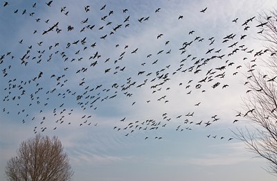 BUITEN BEELD Foto: 20583
