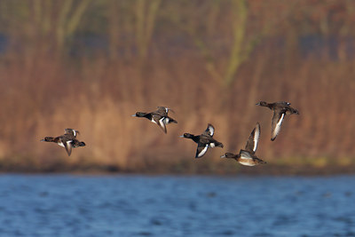 BUITEN BEELD Foto: 20611