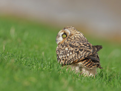 BUITEN BEELD Foto: 20622