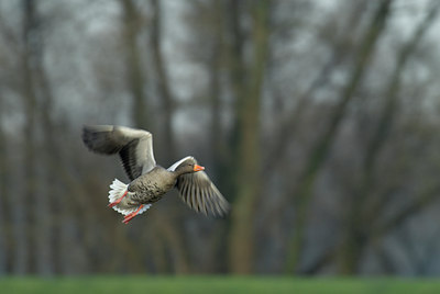 BUITEN BEELD Foto: 20636