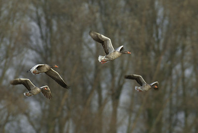 BUITEN BEELD Foto: 20643