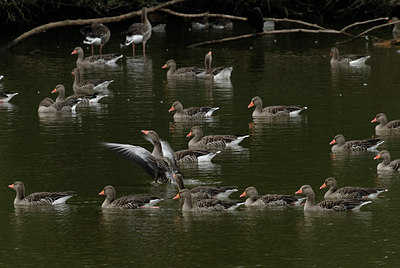 BUITEN BEELD Foto: 20652