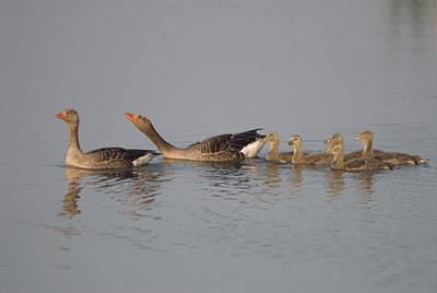 BUITEN BEELD Foto: 20655