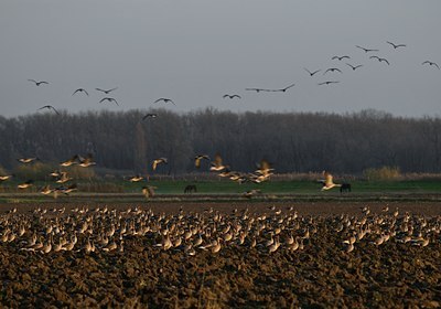 BUITEN BEELD Foto: 20662