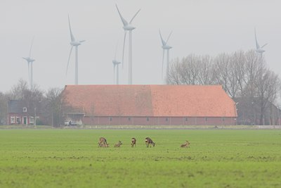BUITEN BEELD Foto: 20670