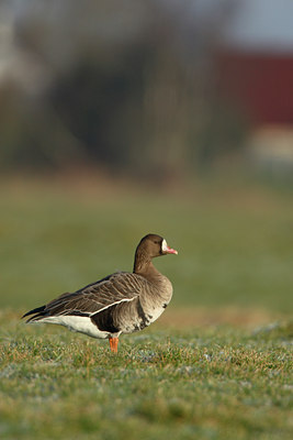 BUITEN BEELD Foto: 20684