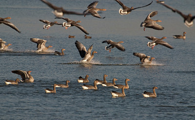 BUITEN BEELD Foto: 20799