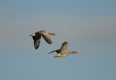 BUITEN BEELD Foto: 20806