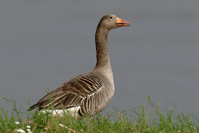 BUITEN BEELD Foto: 20807