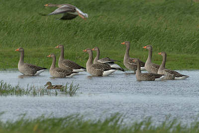 BUITEN BEELD Foto: 20808