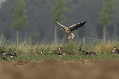 BUITEN BEELD Foto: 20809