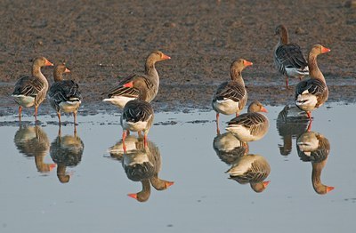 BUITEN BEELD Foto: 20814