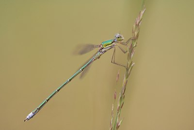 BUITEN BEELD Foto: 20830