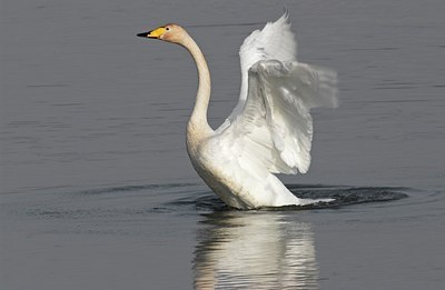 BUITEN BEELD Foto: 20854