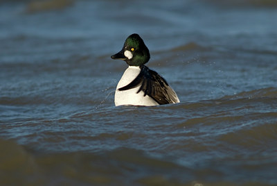 BUITEN BEELD Foto: 20880