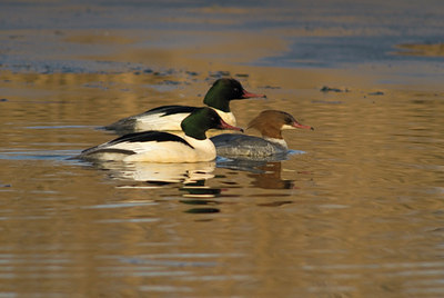 BUITEN BEELD Foto: 20885