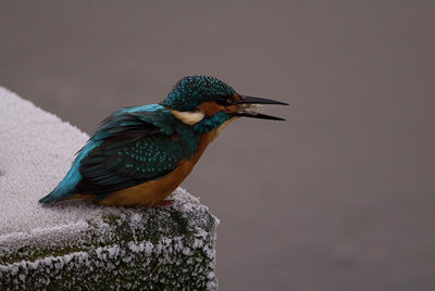BUITEN BEELD Foto: 20888