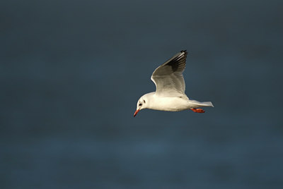 BUITEN BEELD Foto: 20894