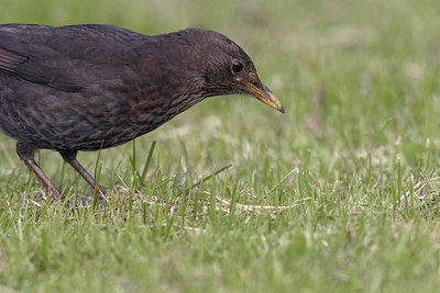 BUITEN BEELD Foto: 20954