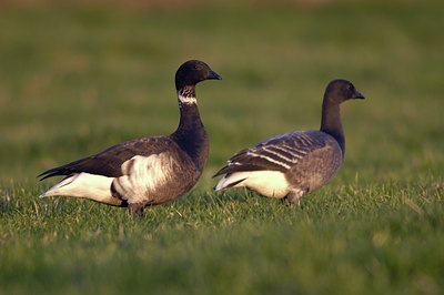 BUITEN BEELD Foto: 20955