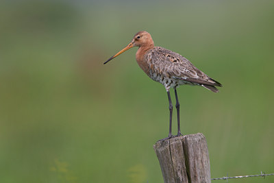 BUITEN BEELD Foto: 20962