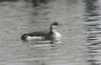 BUITEN BEELD Foto: 20966